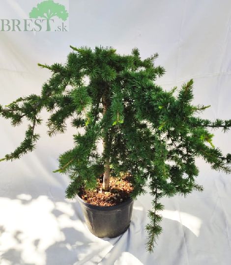 Cedrus libani sargentii pendula